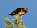 Hawk at Takeoff