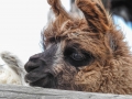 Llama